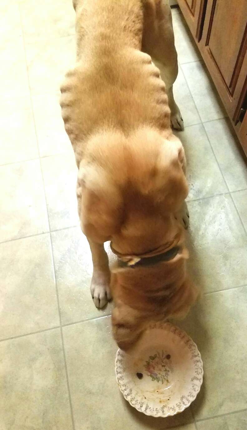 A starving Yellow Lab eats a meal
