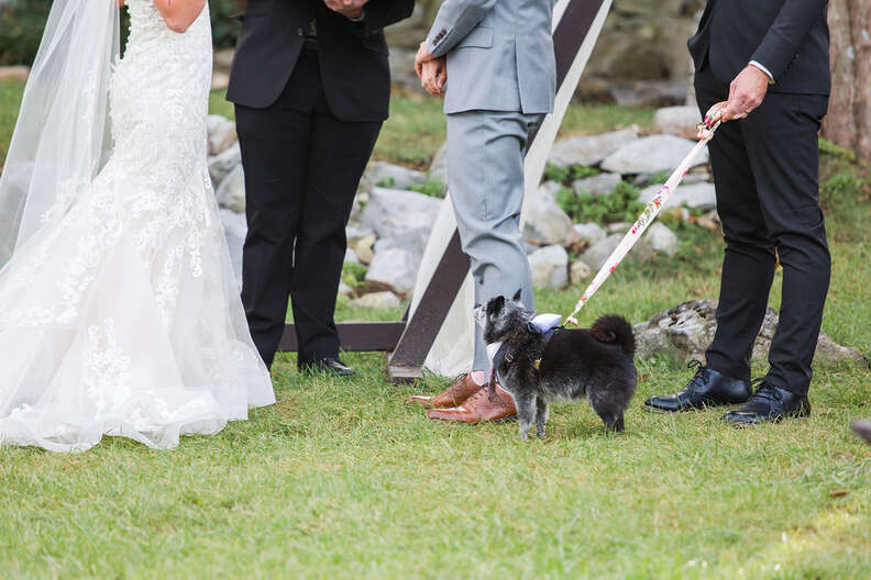 cute dog in wedding