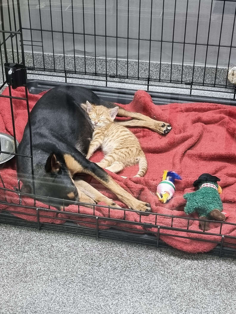 dog and kitten cuddling