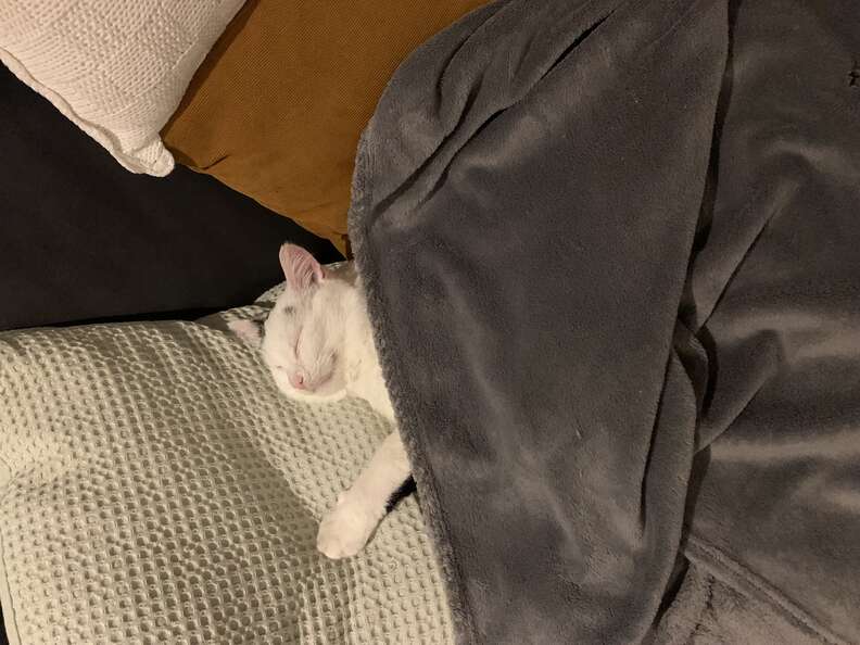 cute cat in bed