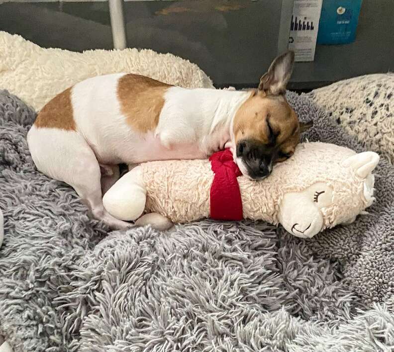 Dog with no front legs cuddles stuffed animal