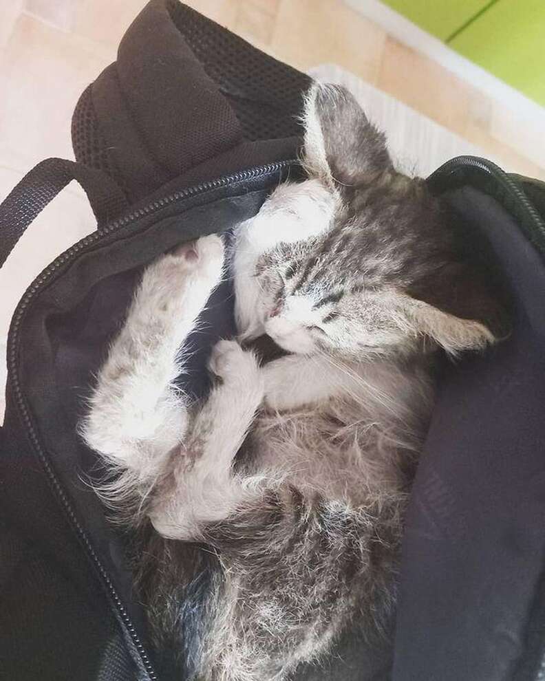 Biker puts stray kitten in her backpack