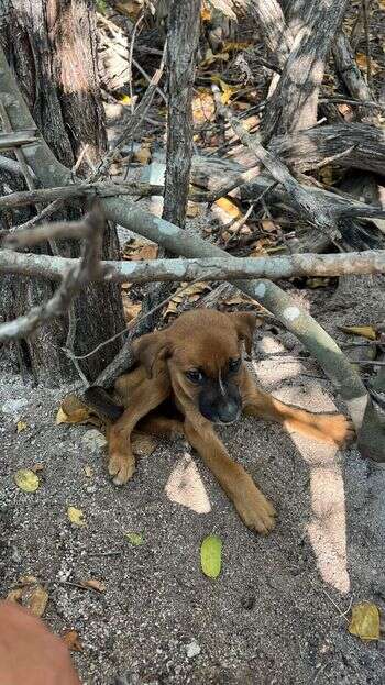 Dog finds abandoned puppy in Puerto Rico