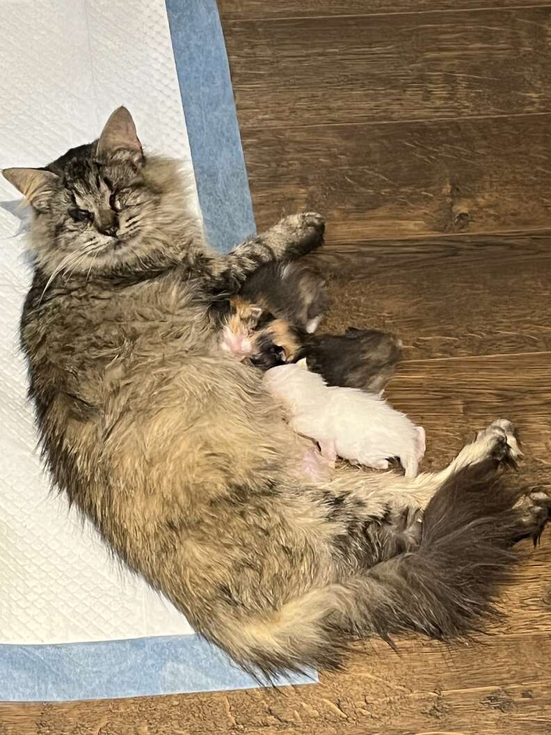 blind cat and her kittens