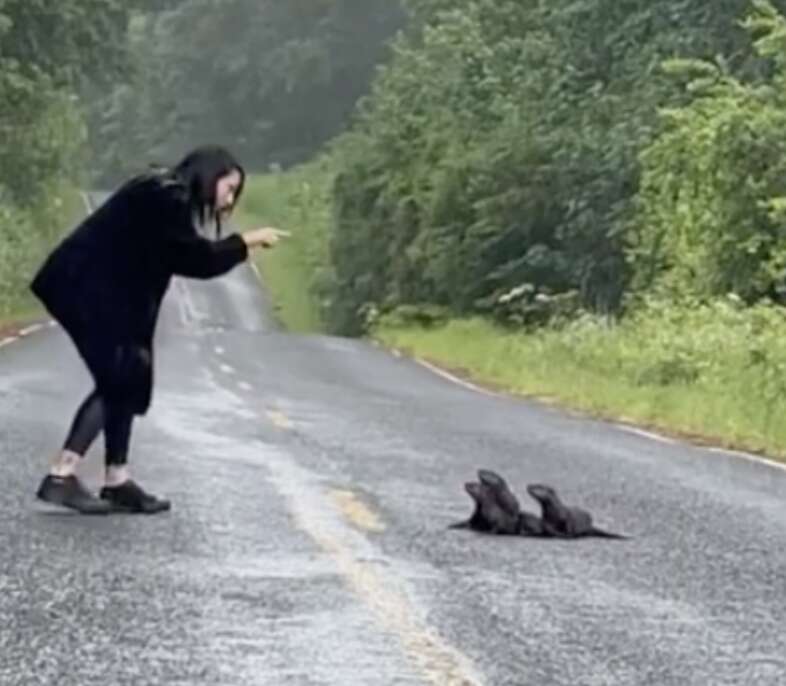 woman pointing at otters in road 