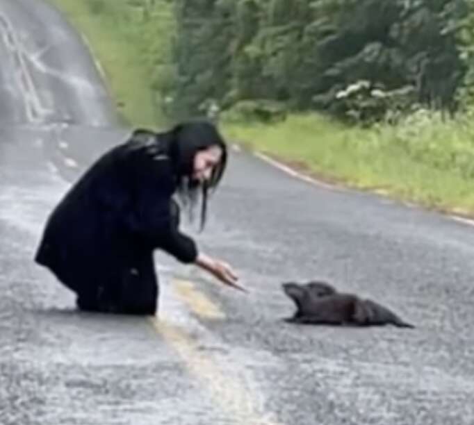 woman and otters in road 