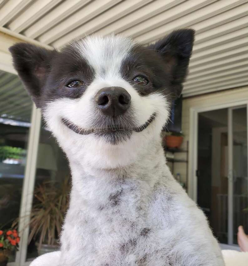Pomeranian won't stop smiling