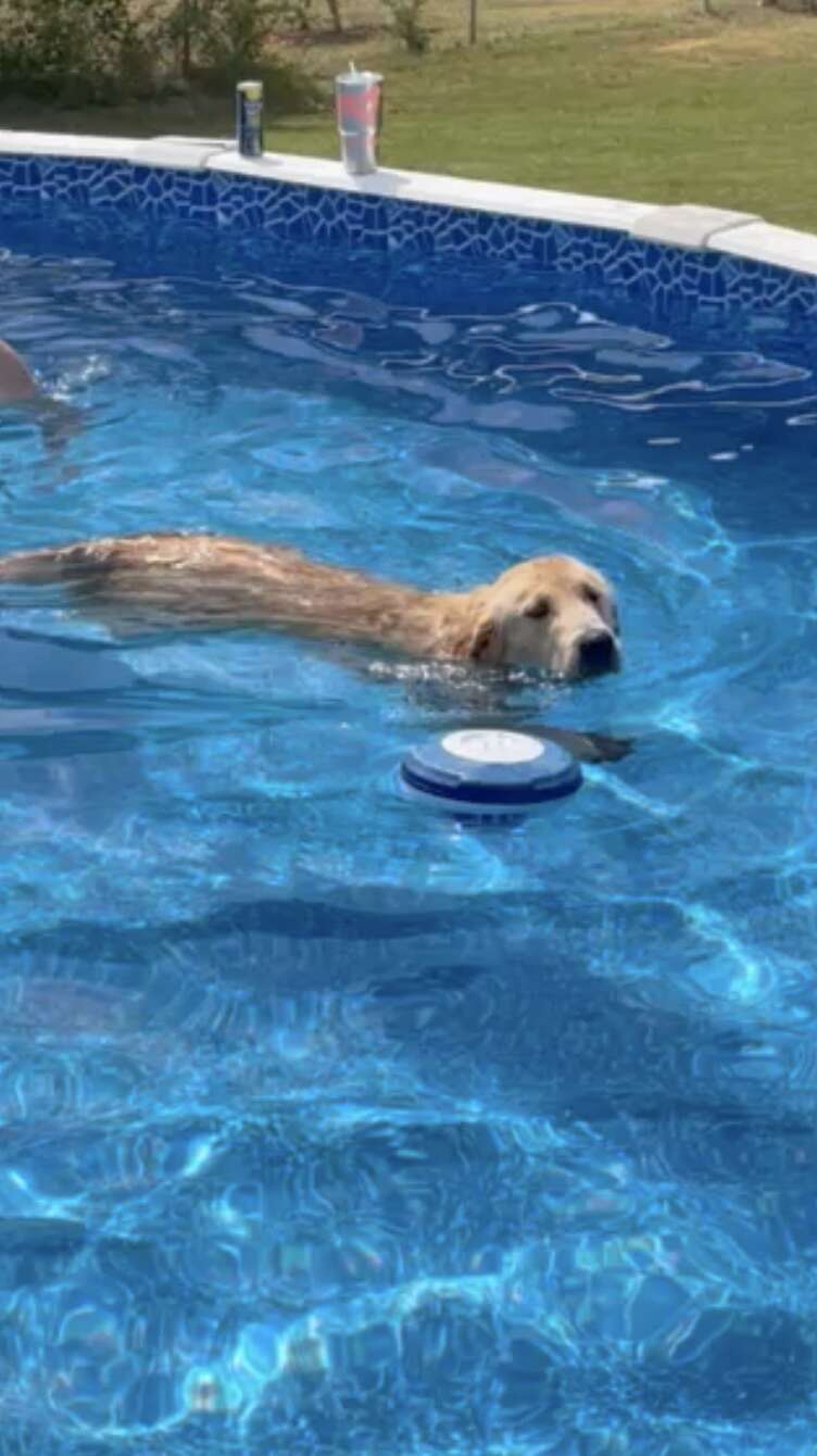 dogs crash pool party