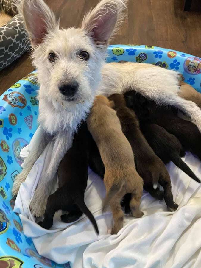 Mama dog nurses her puppies