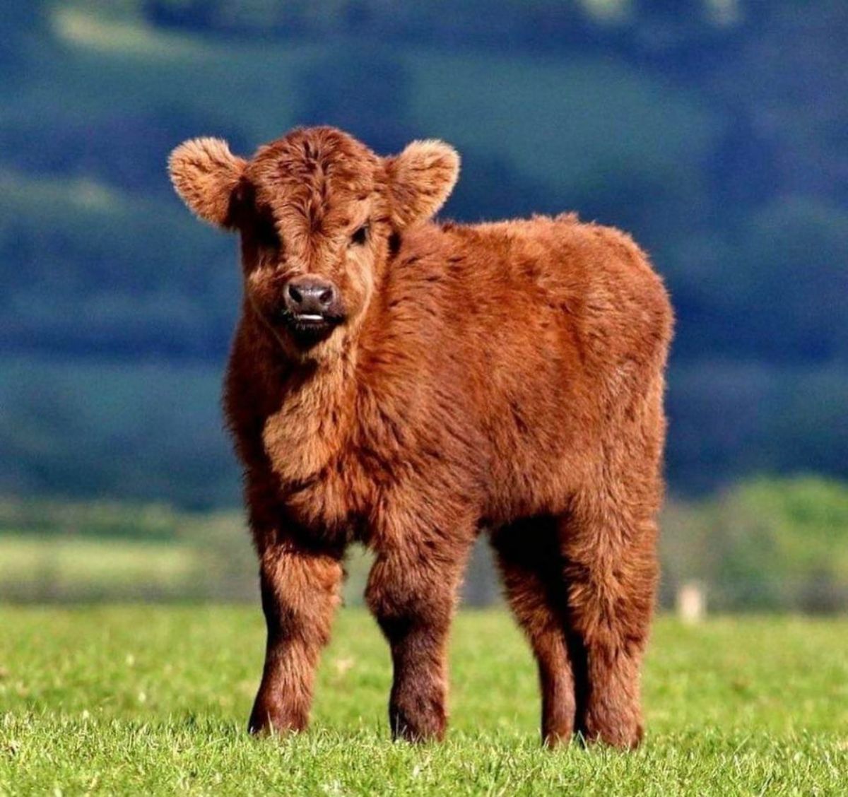 brown calf standing in a field