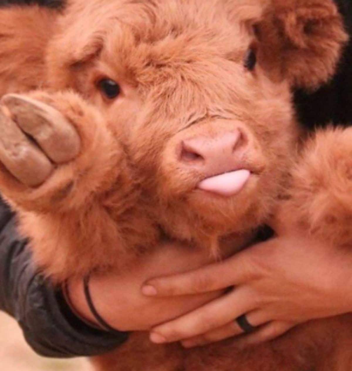 brown calf being held by someone with the tongue hanging out a little bit