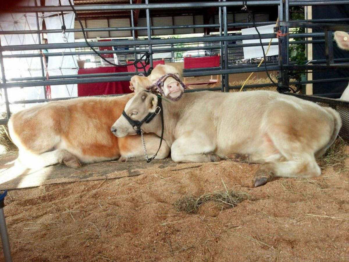 2 brown cows laying on the floor together cuddling