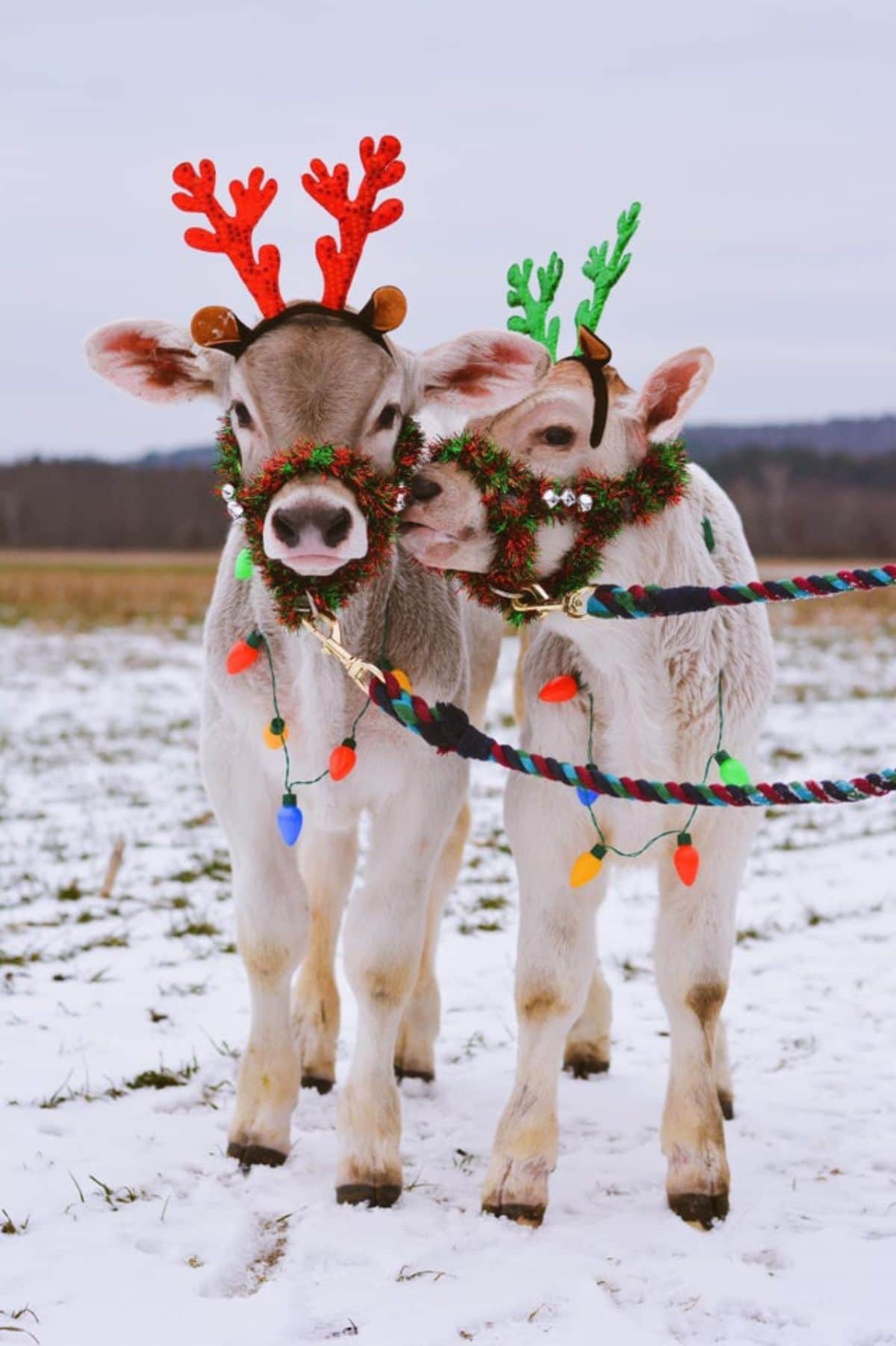 2 brown and white cows wearing reindeer antlers and christmas lights and decorations
