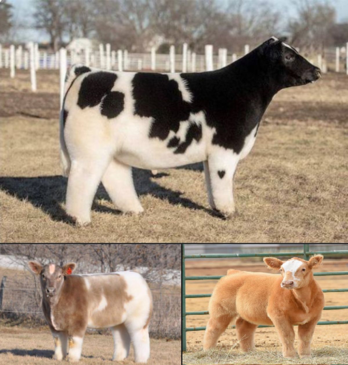 3 photos of a black and white cow, 2 brown and white cows