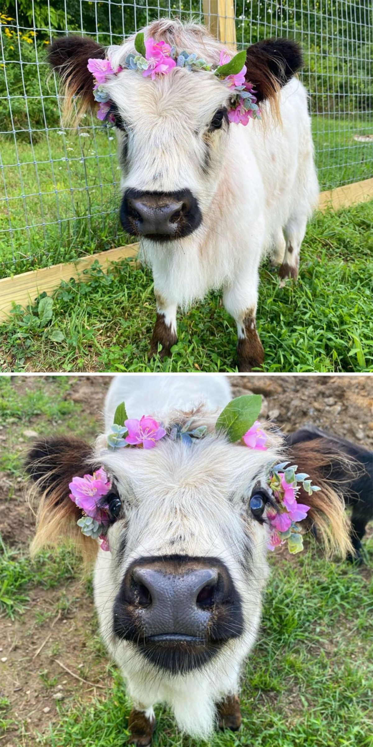2 photos of a white and brown calf with a colourful flower garland on the head standing on grass