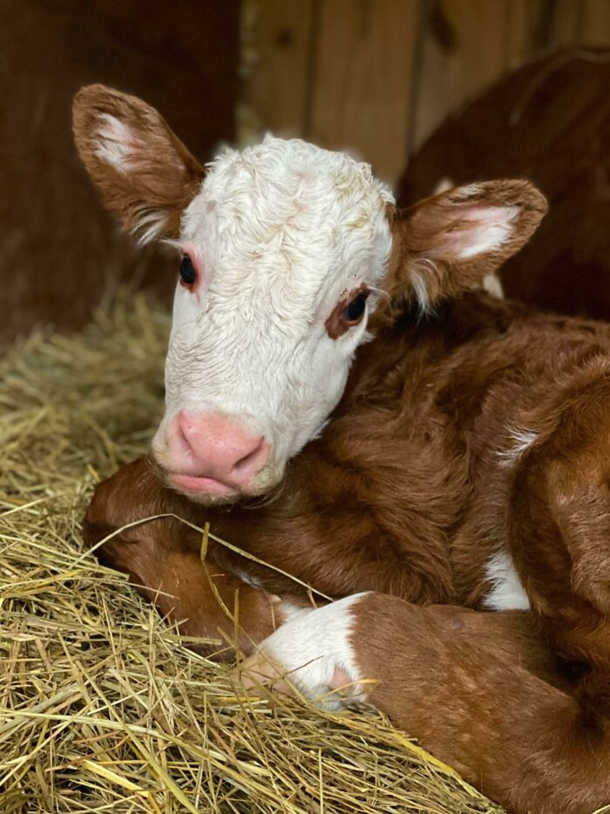 brown and white calf laying on hay