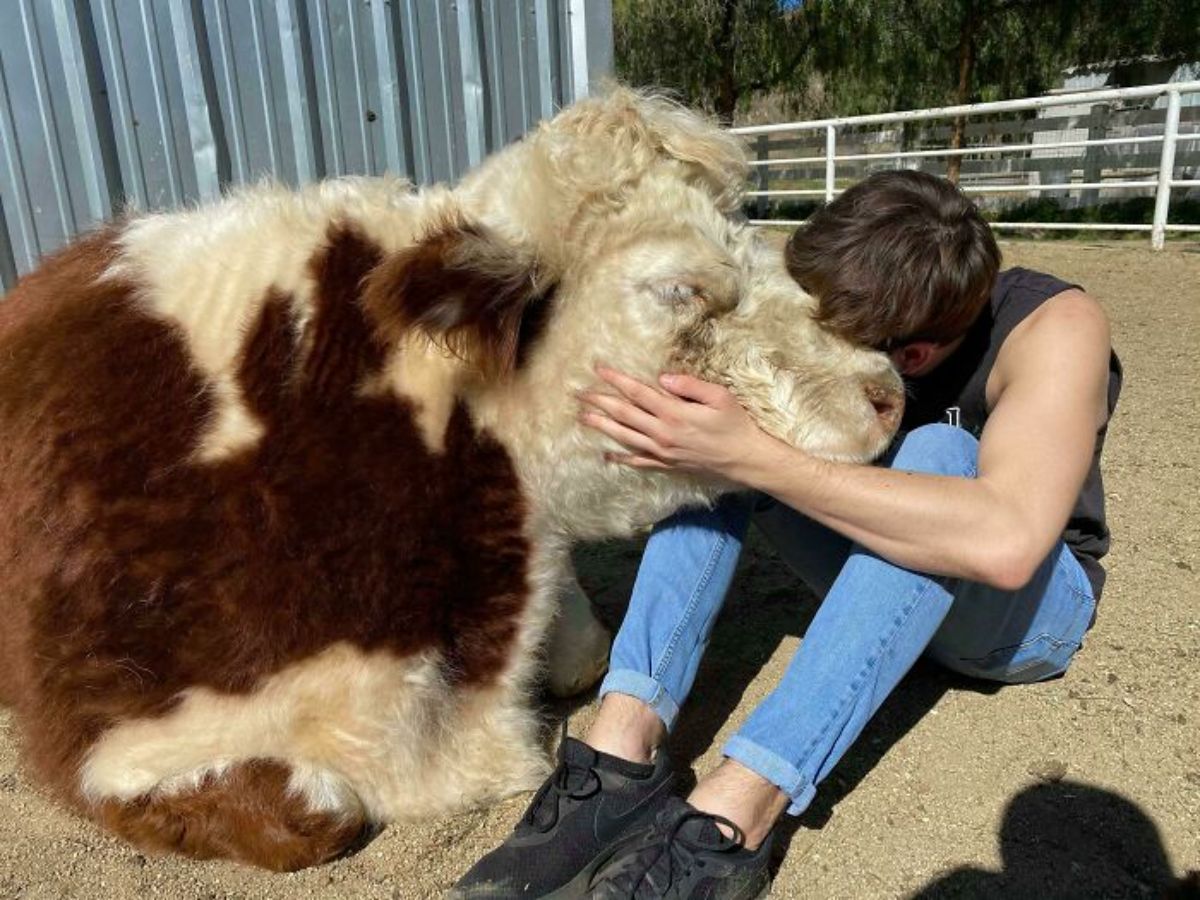 brown and white cow cuddling with a man