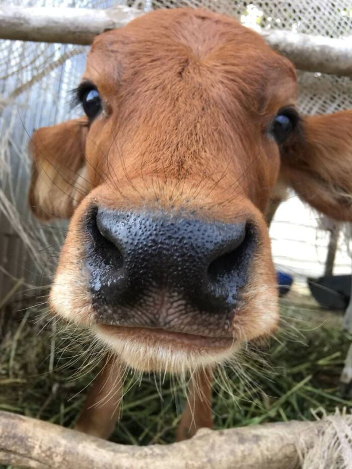 brown calf close up