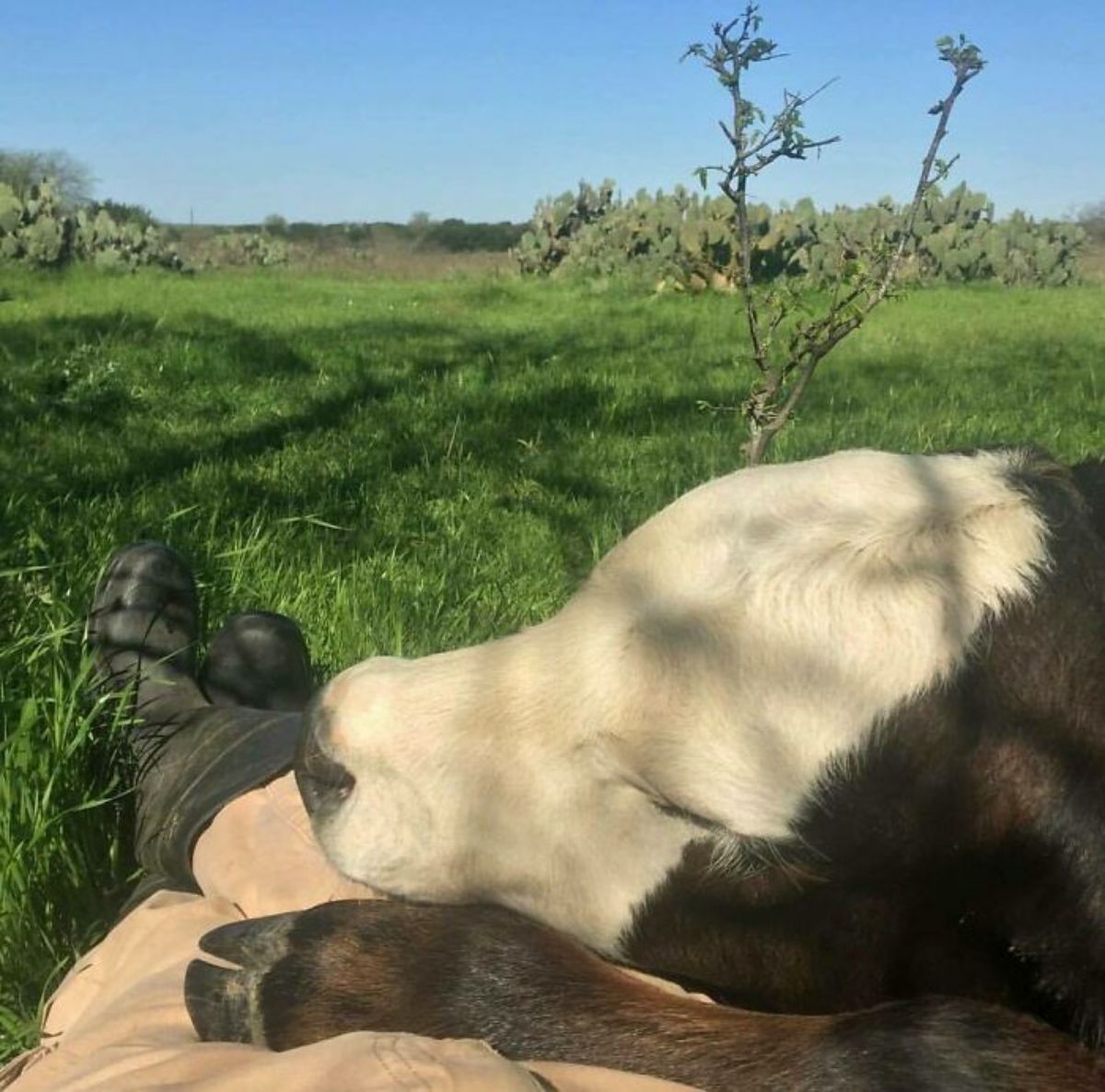 brown and white cow resting head on someone's lap and sleeping