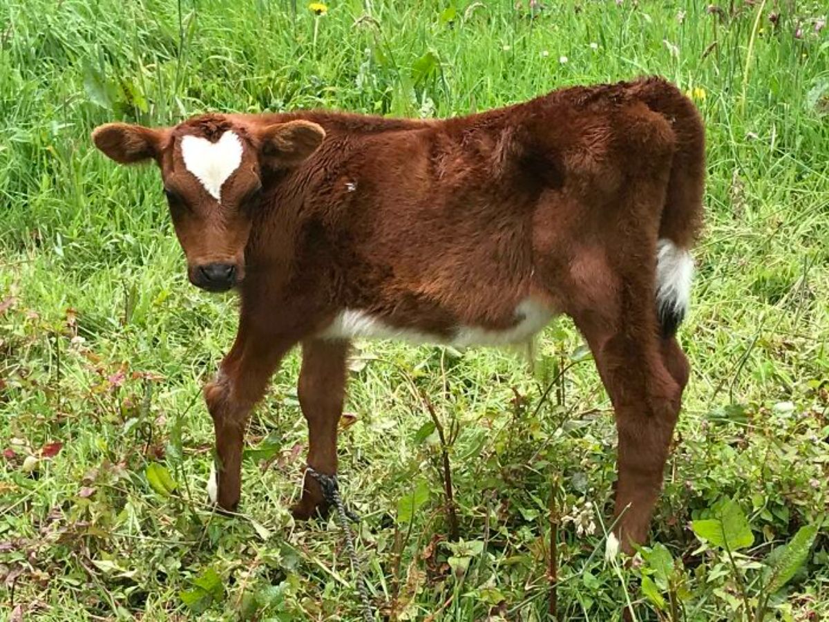 brown and white cow with a white heart mark on the head