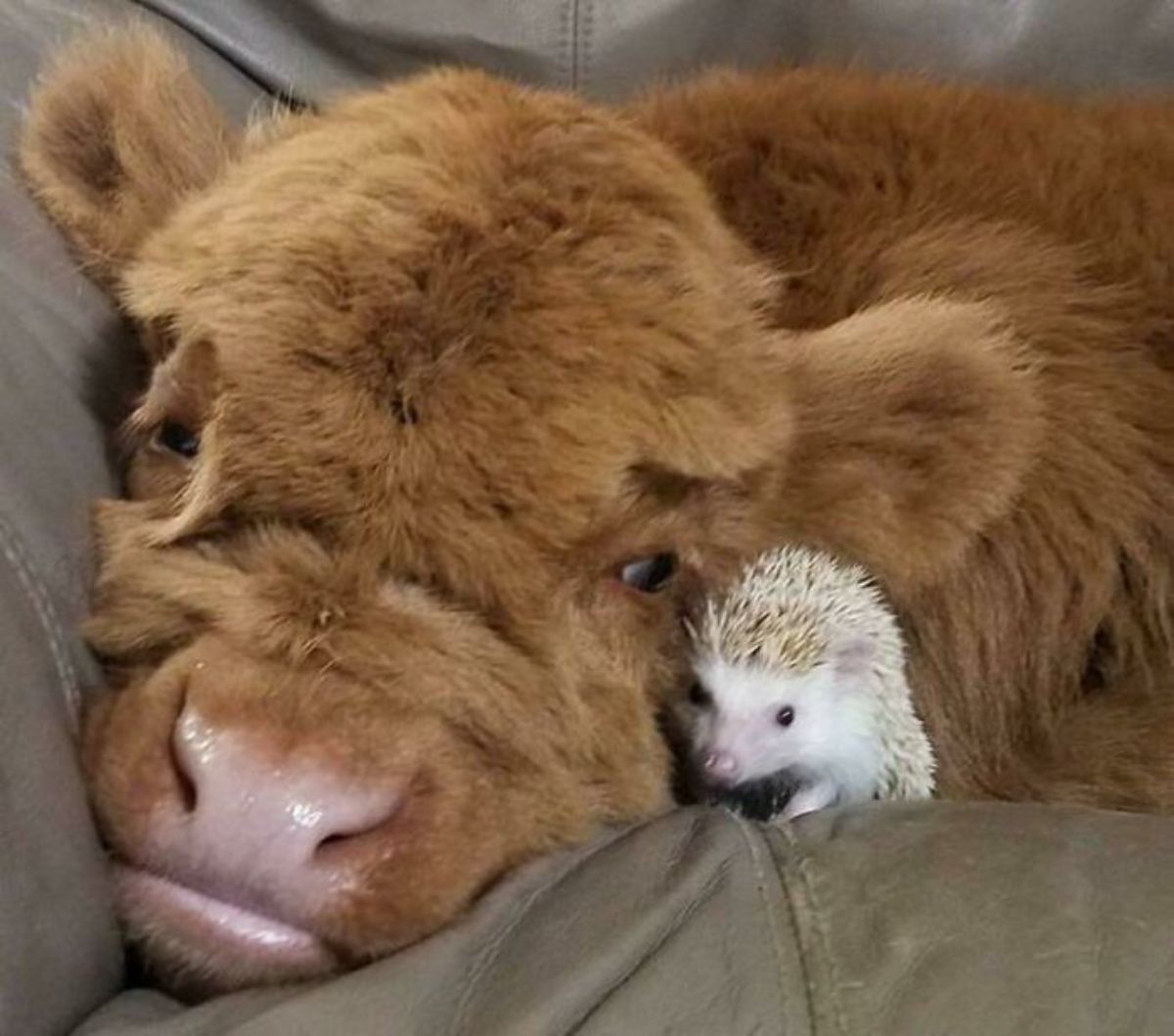 brown calf laying on a sofa with a hedgehog