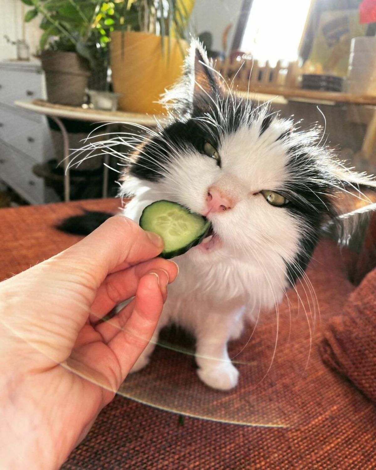 black and white fluffy cat biting into a slice of cucumber someone is holding out