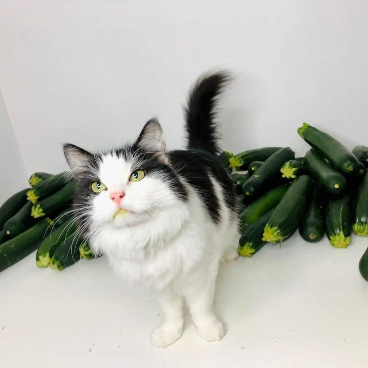 black and white fluffy cat sitting ona table facing away from a large pile of courgettes
