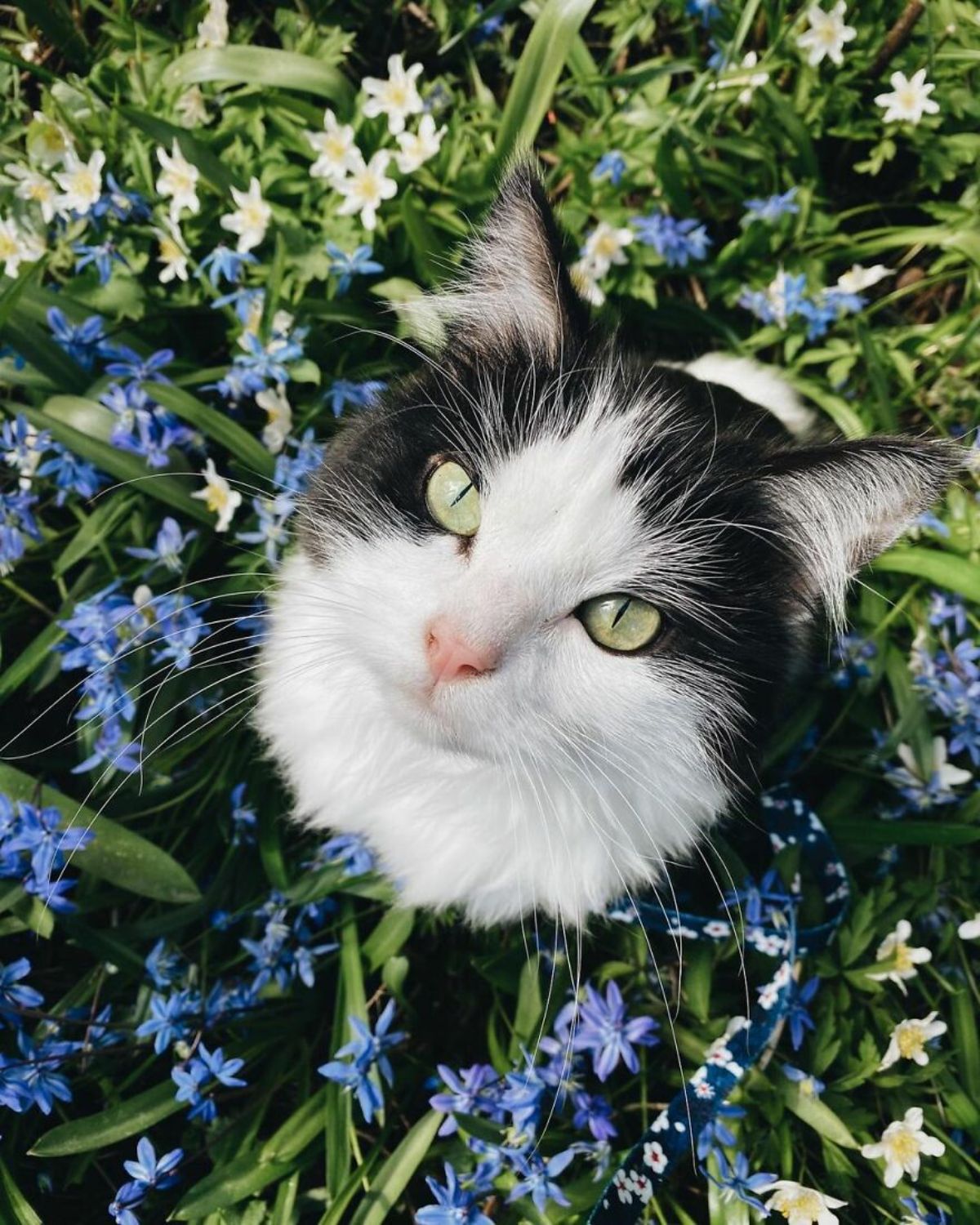 black and white fluffy cat sitting in the middle of blue flower plants and looking up