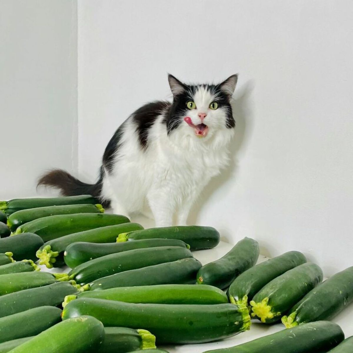 black and white fluffy cat sitting on a table full of green courgettes and the cat has its tongue out
