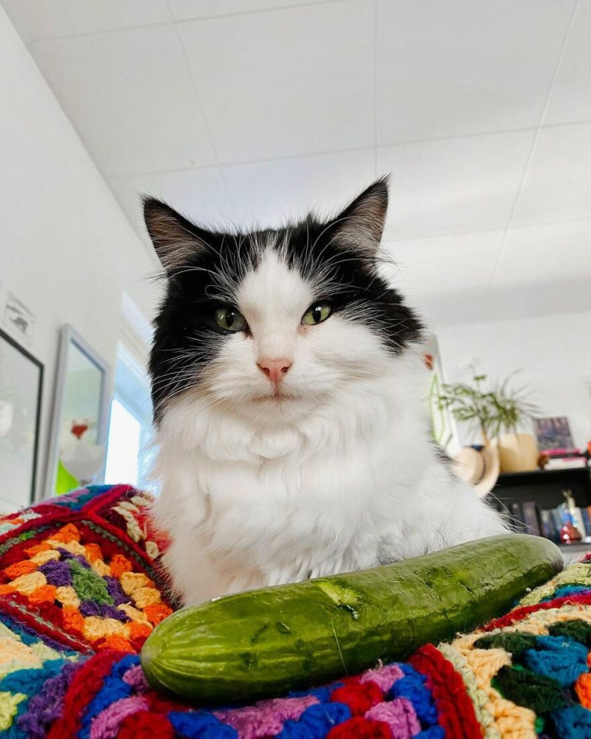 black and white fluffy cat laying on a colourful blanket with a cucumber in front of it