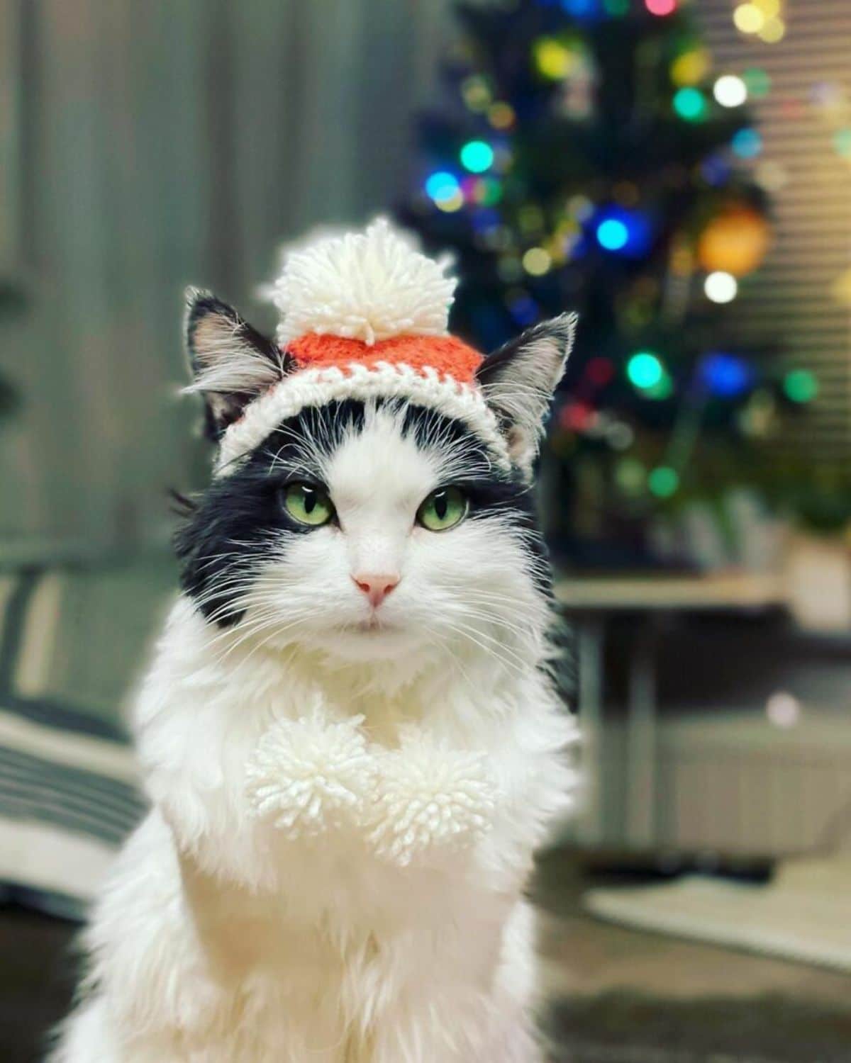 black and white fluffy cat wearing a white and orange beanie with pom poms