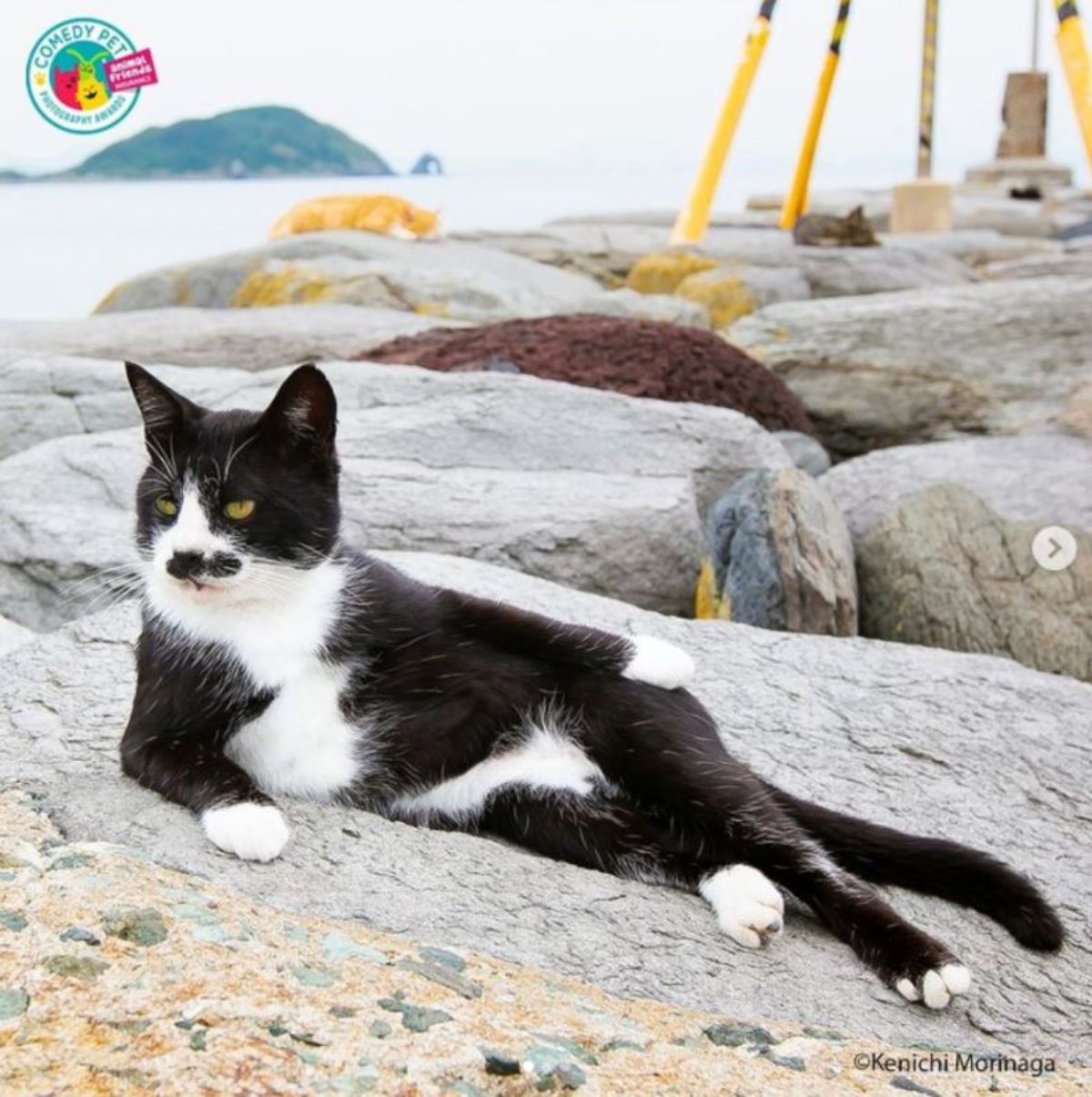 black and white cat laying on its right side on a grey rock with the front left leg resting on its side and the back legs crossed