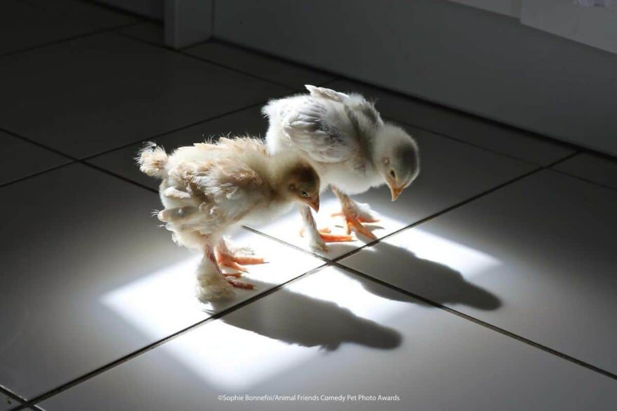2 white chickens standing on white tiled floor staring at their shadows
