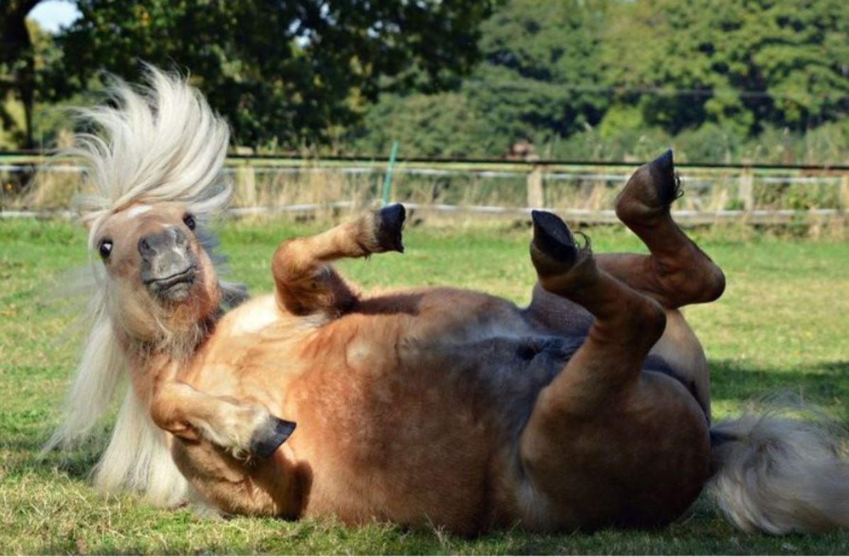 brown horse with white man laying belly up on the grass