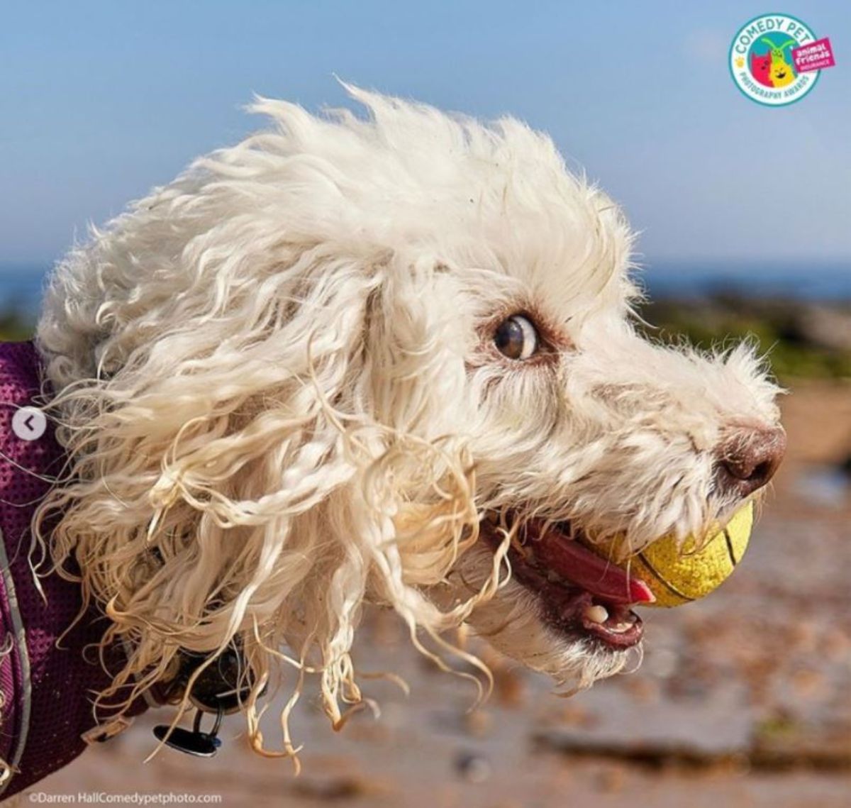 white fluffy dog holding a yellow ball in its mouth and looking sideways at the camera