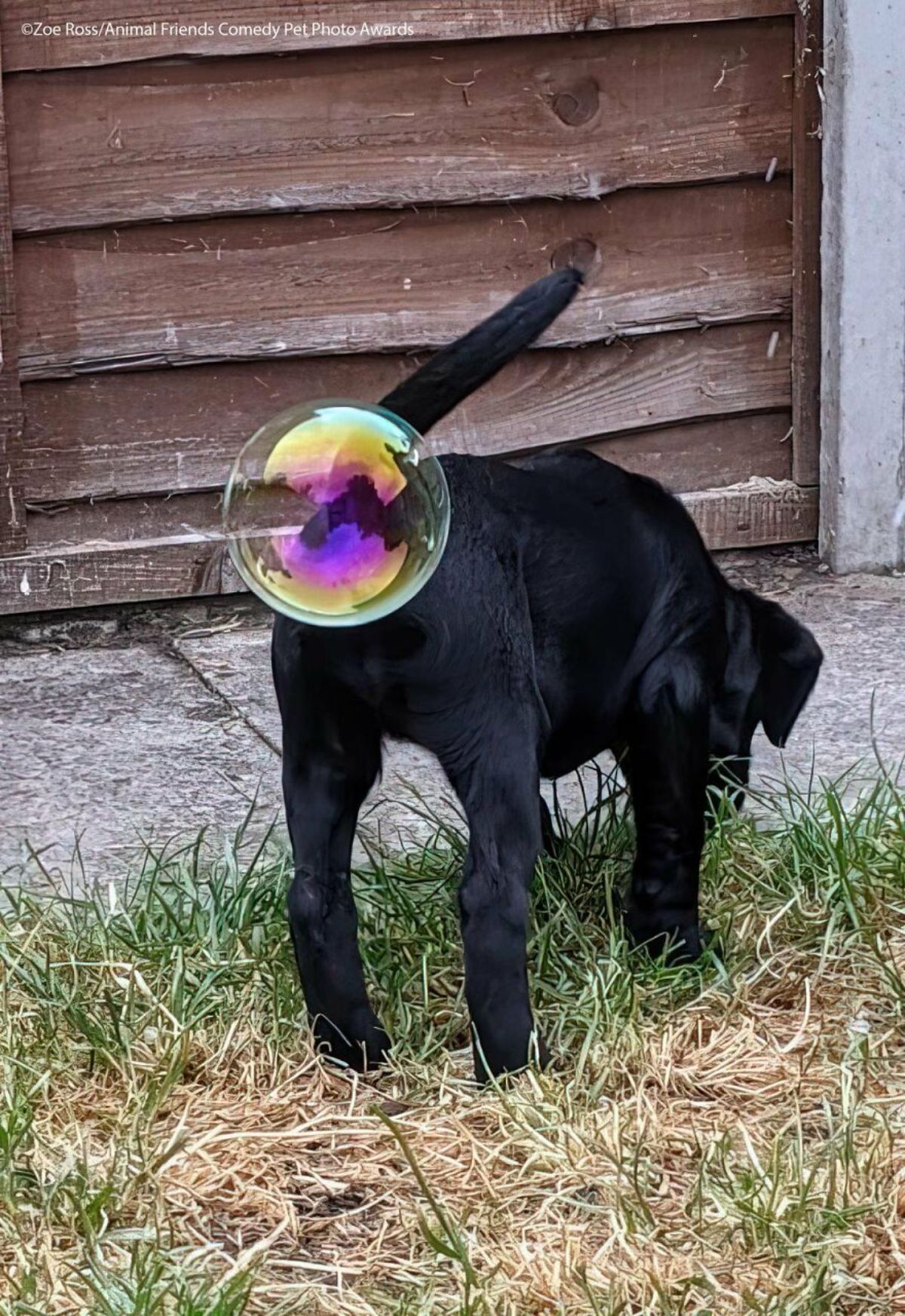 black puppy sniffing at something on the grass with a large soap bubble at its butt