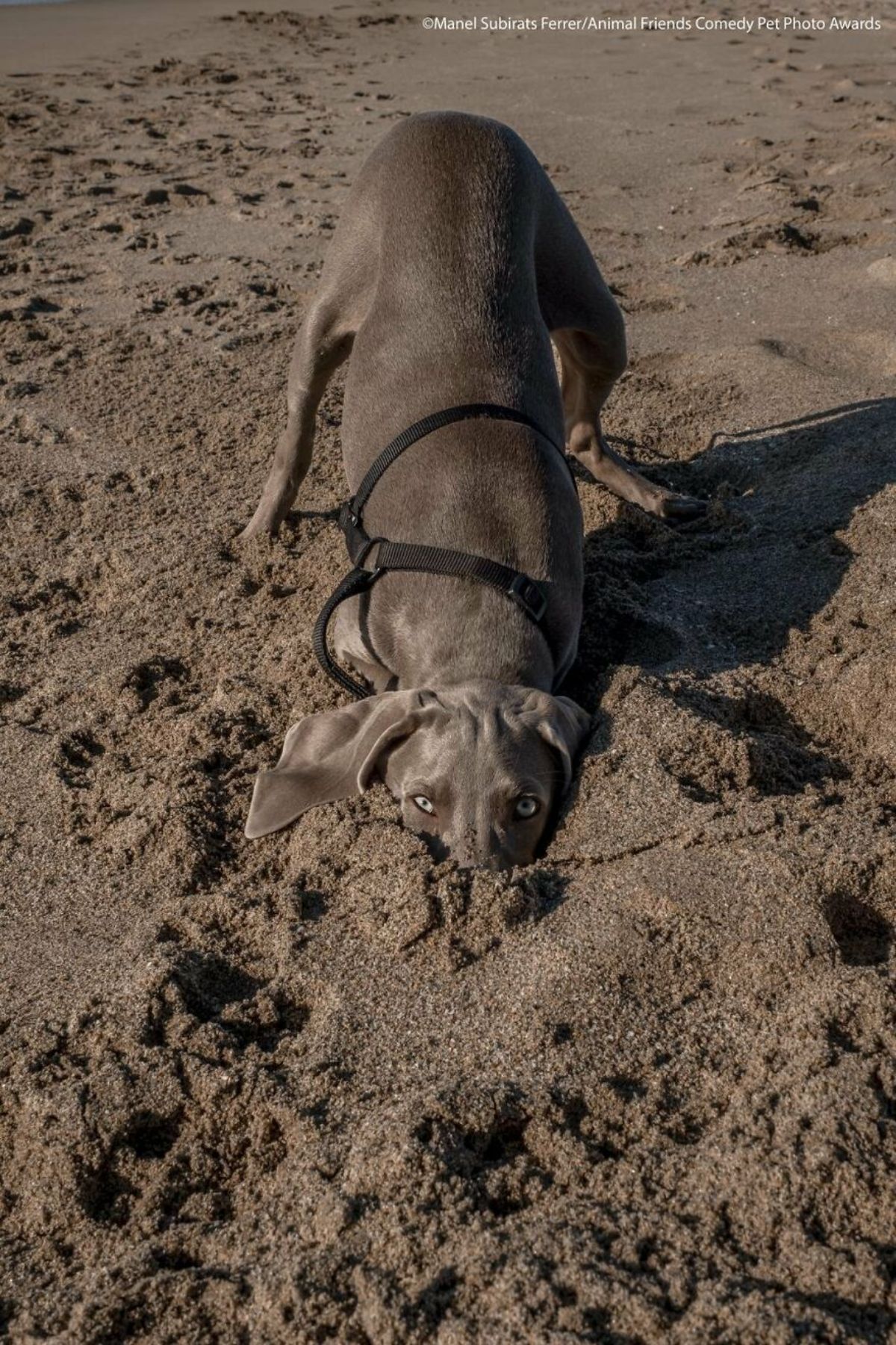 grey weimaraner standing in the sand with half of its face buried in the sand