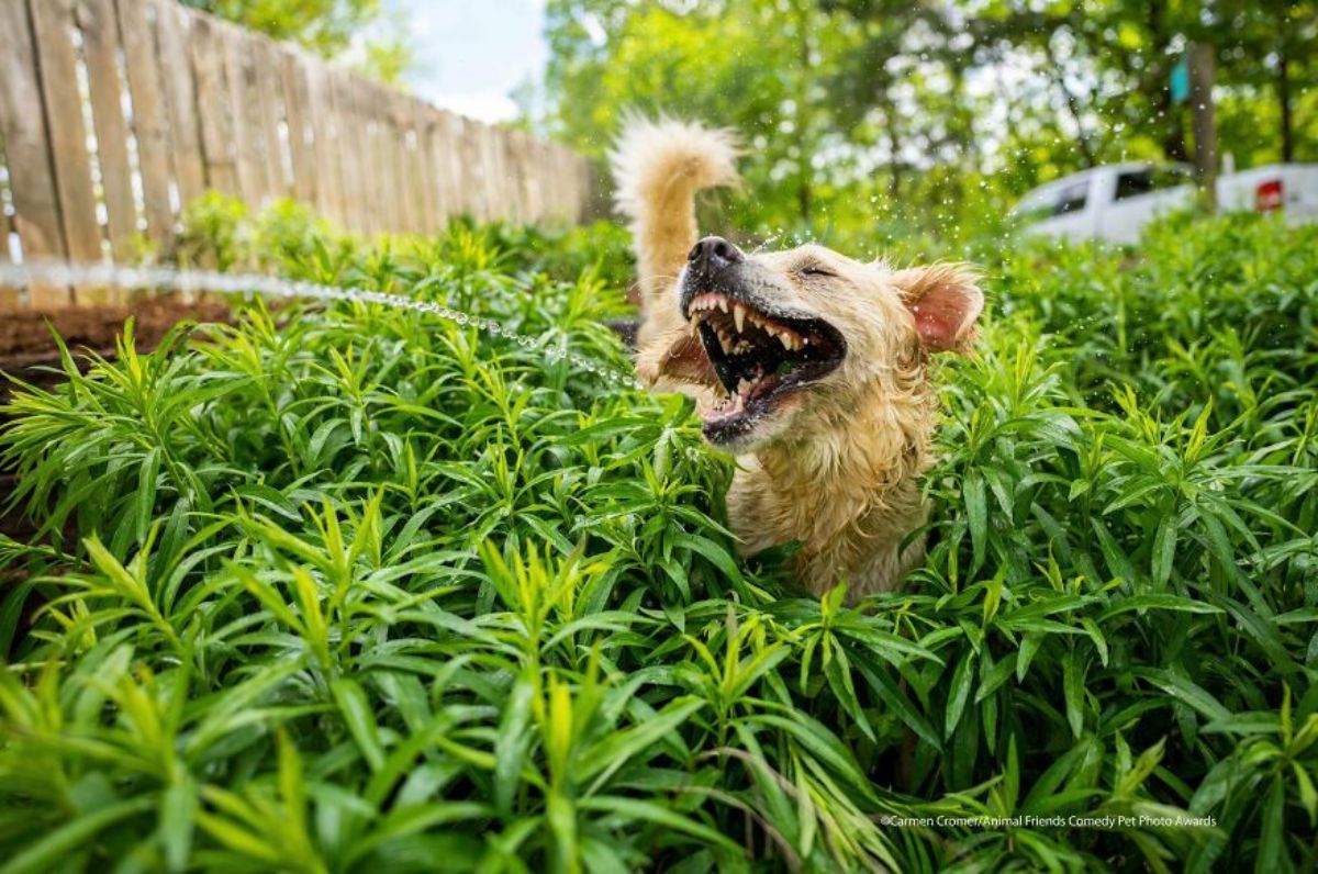light brown dog in the middle of some plants with the mouth open trying to catch a stream of water
