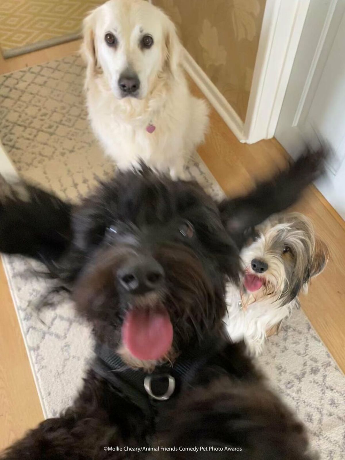 a golden retriever and a small fluffy grey and white dog sitting on the floor with a small fluffy black dog jumping up at the camera