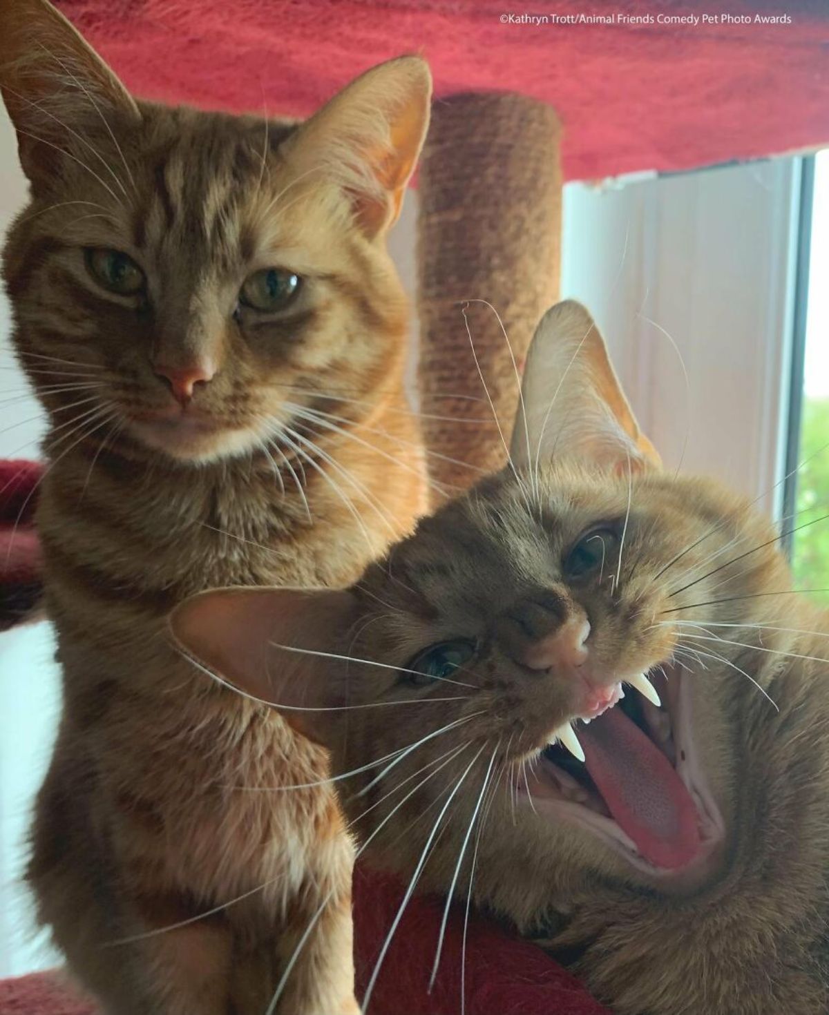 orange cat sitting in front a cat scratcher with another cat leaning in with the mouth open and teeth bared at the camera
