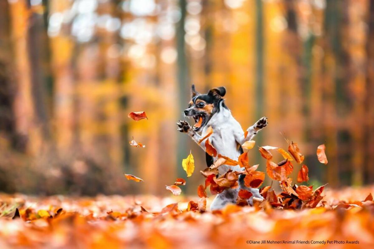 small black and white dog standing on hind feet with the front legs splayed at either side in a pile of orange leaves with some flying in the air around the dog