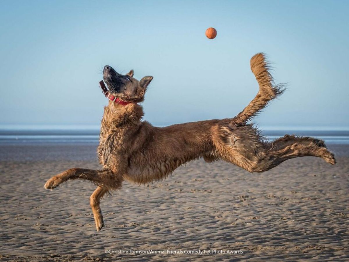 wet brown dog leaping in the air on the sand at a beach with an orange ball up in the air