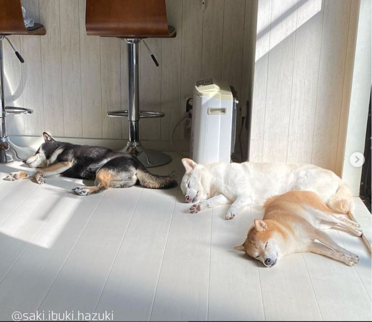black white and brown shiba inus sleeping on white floors in a row