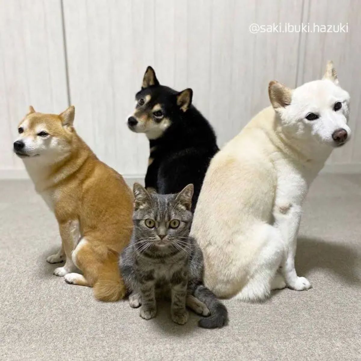 grey tabby brown black and white shiba inus standing back to back