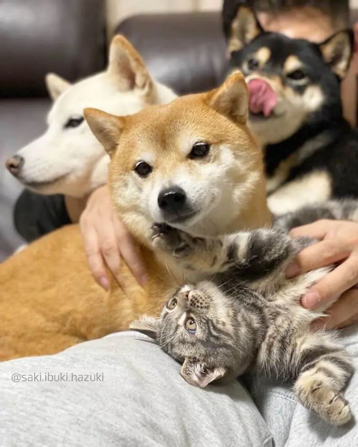 grey tabby with brown white and black shiba inus
