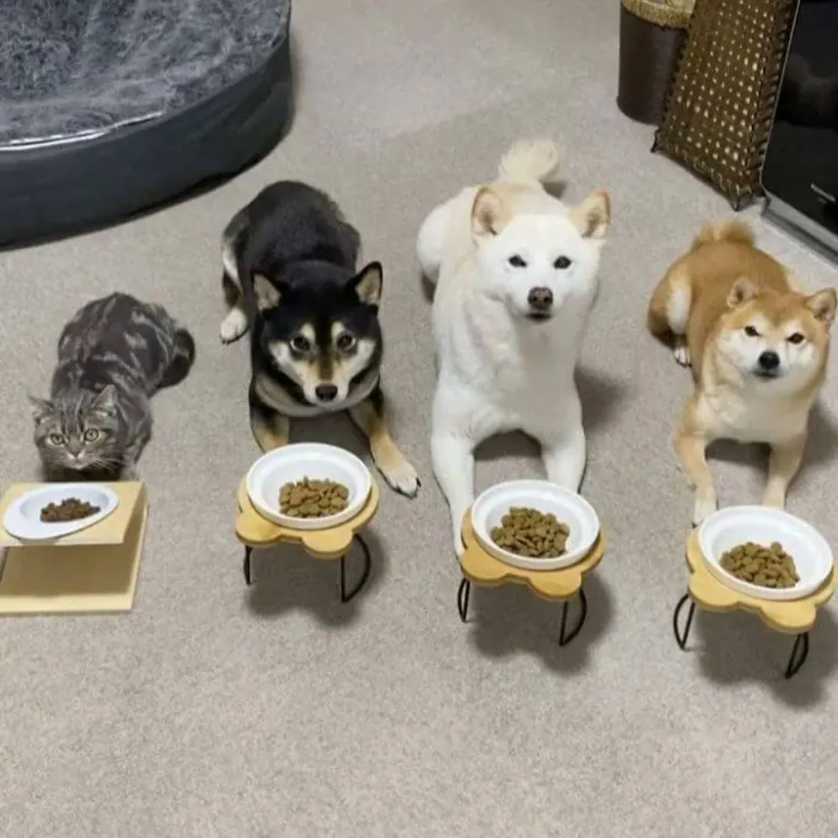 grey tabby black shiba inu white shiba inu brown shiba inu laying on the floor in front of their own food bowl