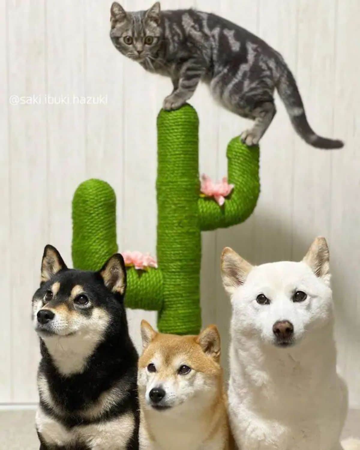 grey tabby standing on a green cactus cat scratch tree with black brown and white shiba inus under it
