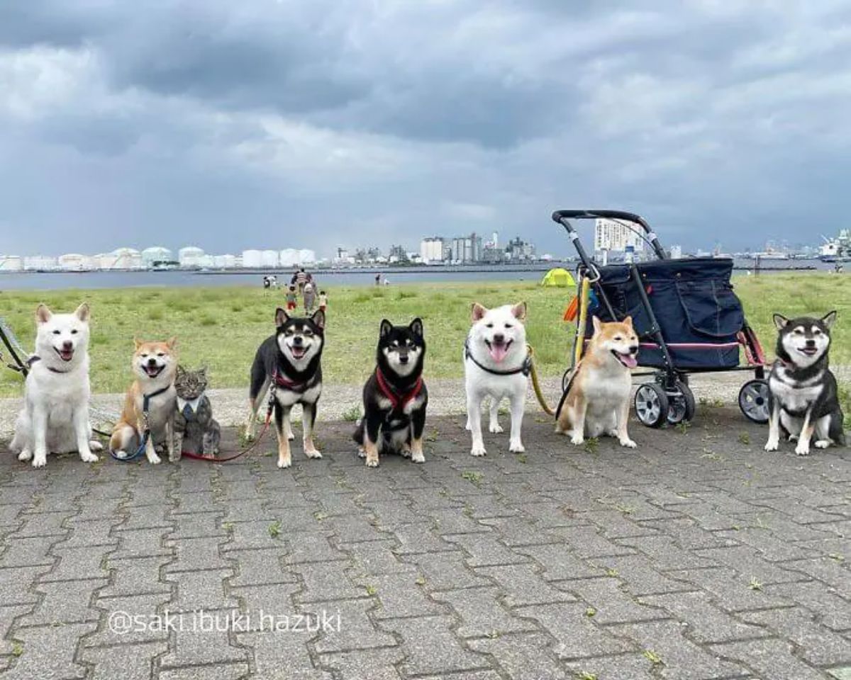 a bunch of white brown and black shiba inus sitting in a row in a park with a grey tabby cat