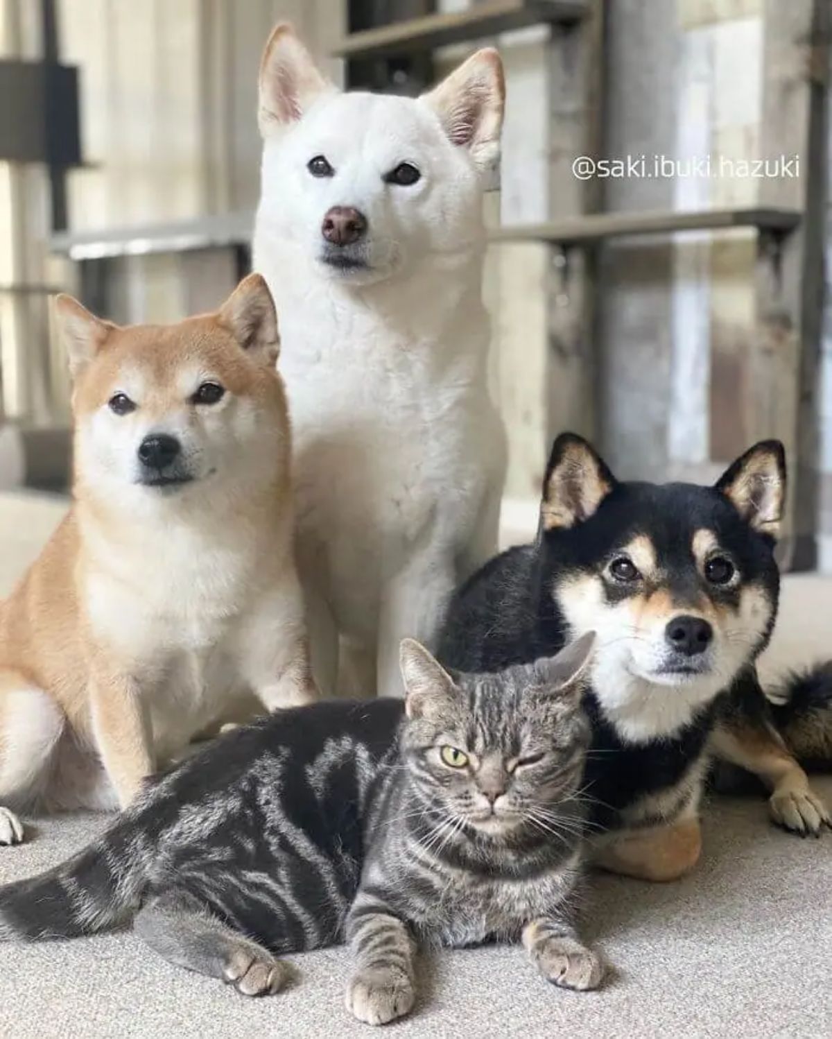brown and white shiba inus sitting on the floor with a black shiba inu and grey tabby laying on the floor