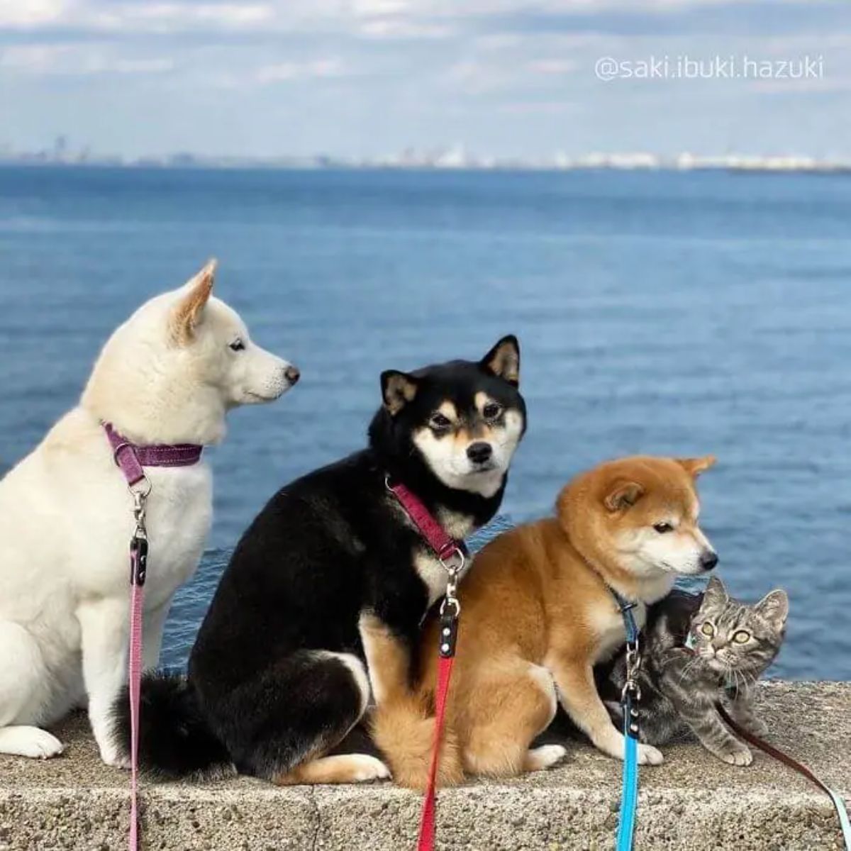 white black and brown shiba inus standing ina row behind a grye tabby cat